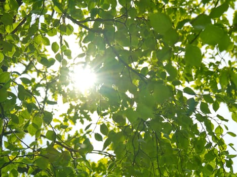 sun through the leaves