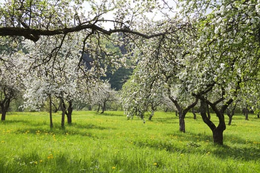 blossoming orchard