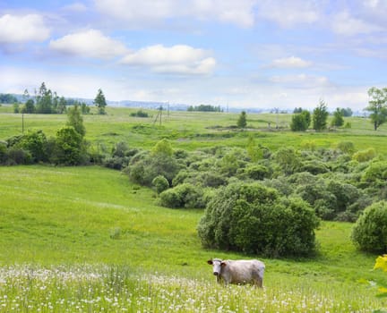 countryside, cow