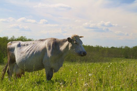 cow on meadow