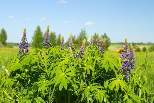 bluebonnet