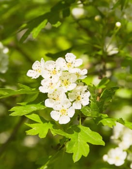 cherry tree flowers