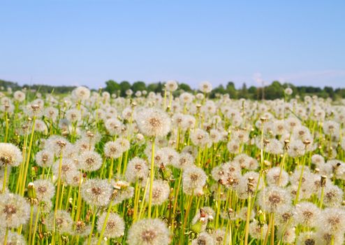 blowballs on meadow