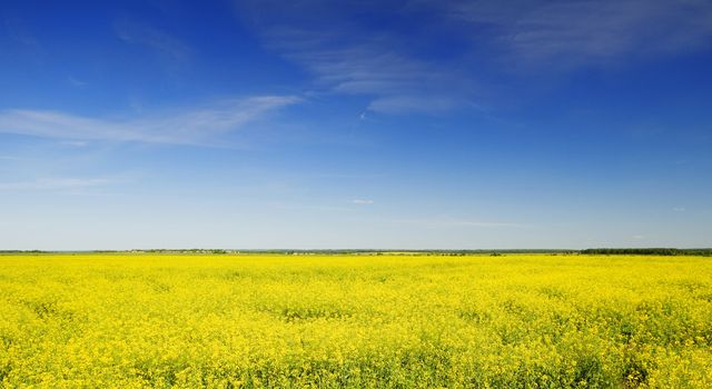 rapeseed field