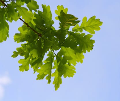 oak leaves in backlighting