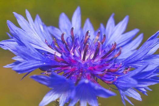 cornflower, close-up