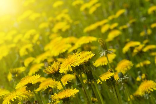 dandelion field