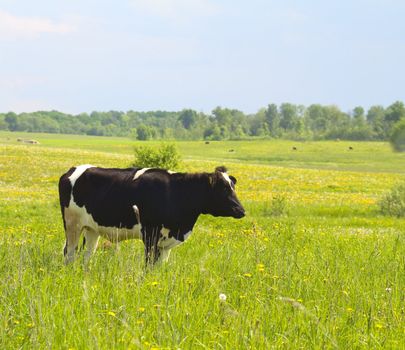 black cow in the meadow