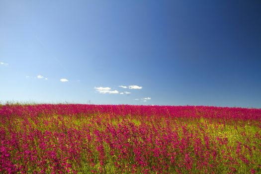 meadow of red flower