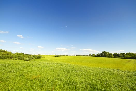 summer landscape