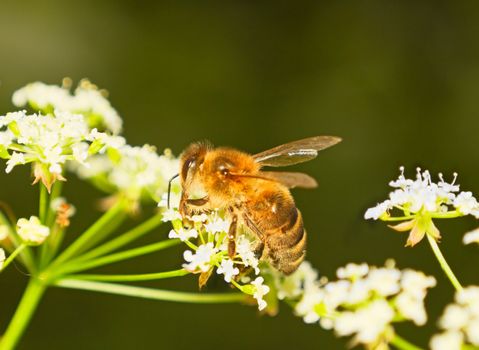 bee on a flower