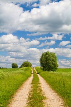 road through the meadow