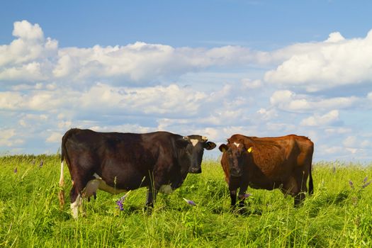 cows in the meadow