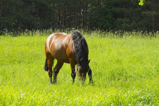 horse on the meadow