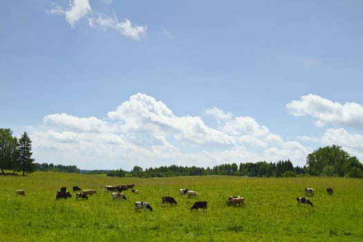 cows in the meadow, summer landscape