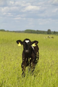 calf in a meadow