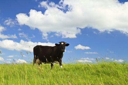 cow eats grass