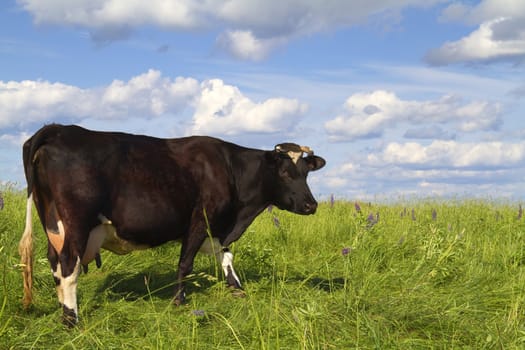 cow eats grass