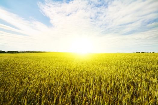 wheat field at dawn