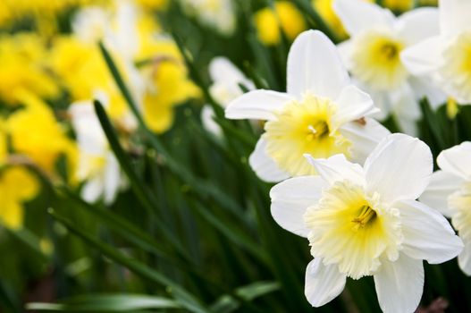 Field of blooming daffodils in spring park