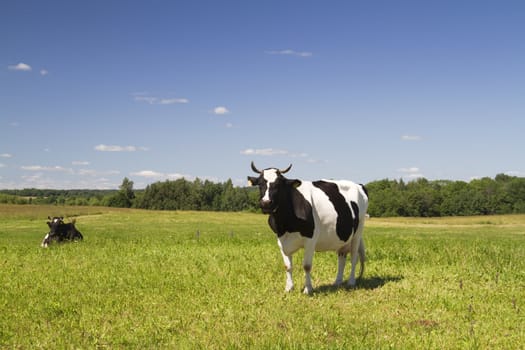 cow in the meadow