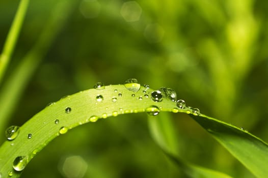 dew on the grass