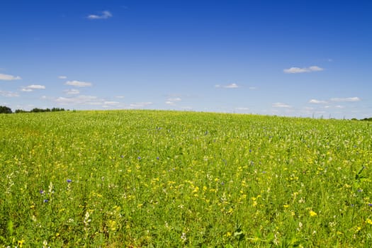 flowers in a meadow