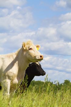 cows in the meadow