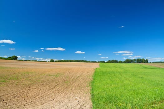 field as seed and tillage