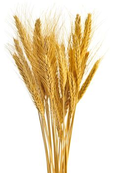 Stalks of golden wheat grain isolated on white background