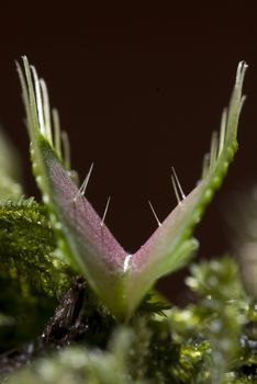 Carnivorous plant Venus flytrap with valves open and touch-sensitive hairs (Dionaea muscipula)