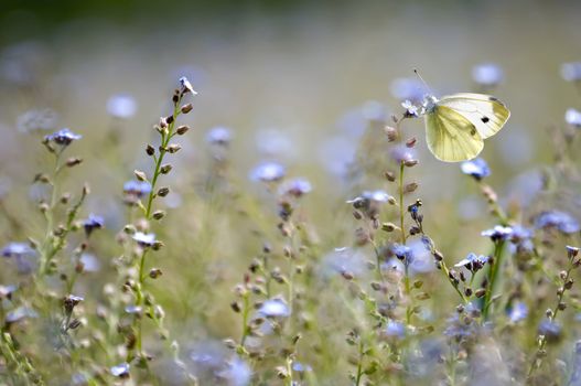 A large white butterfly in a forget-me-not field of flowers