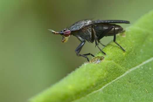 Snail-killing fly on leaf (Dipteron,  Sciomyzid, Coremacera)