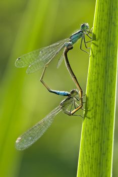 Mating of damselflies (Platycnemis) on a blade of grass