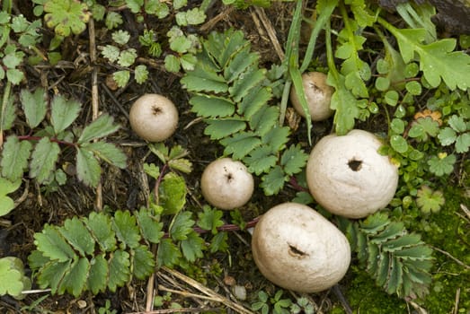 Ball-shaped mushrooms among prairie grass