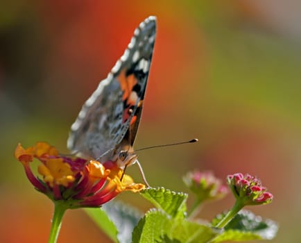 Closeup of European butterfly on Lantana flowers