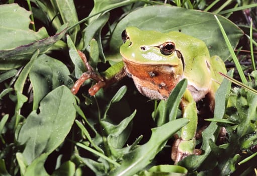 Closeup of a green frog, Hyla, on grass