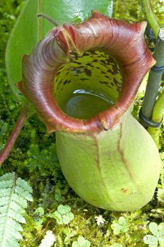 Catch bag of the tropical insectivorous plant, Nepenthes