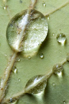 Dew drops on back of a green leaf