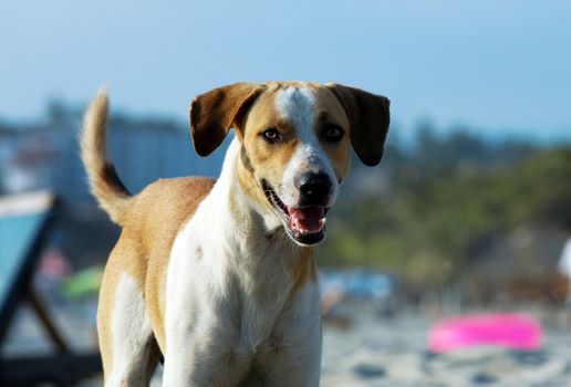 Dog running on the beach of Puerto Escondido