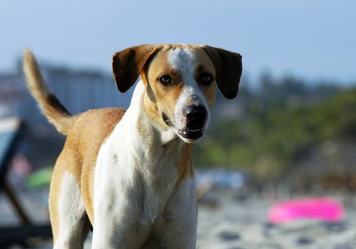 Dog running on the beach of Puerto Escondido