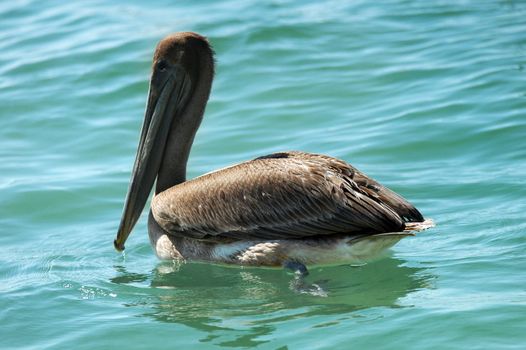 Sea brown pelican sitting on the water