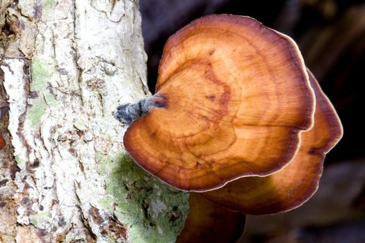 Image of tropical rainforest wild mushrooms.