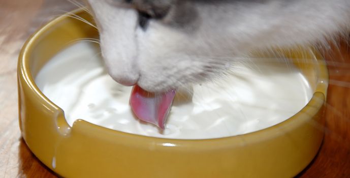 white cat tongue closeup over yellow drinking milk