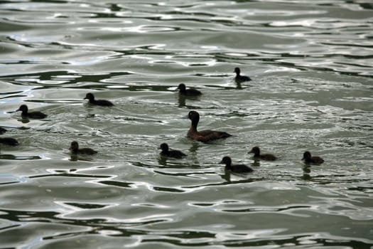 Ducks on pond in Jedovnice,  South Moravia, Czech Republic