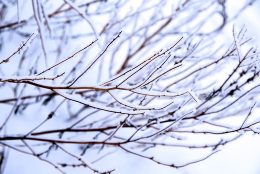 Winter icy branch outdoor in snowy park