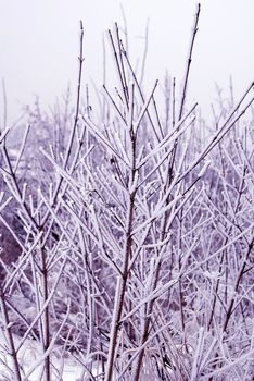 Winter icy branch outdoor in snowy park