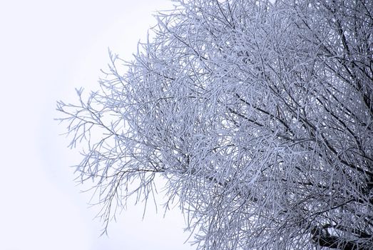 Winter icy branch outdoor in snowy park