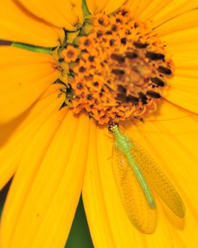 A green lacewing perched on a yellow flower.