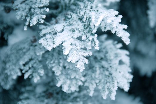 Winter thuja branch in snow and ice